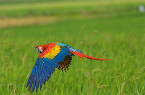 Hermosa guacamayo volando acción en el campo | Foto Premium