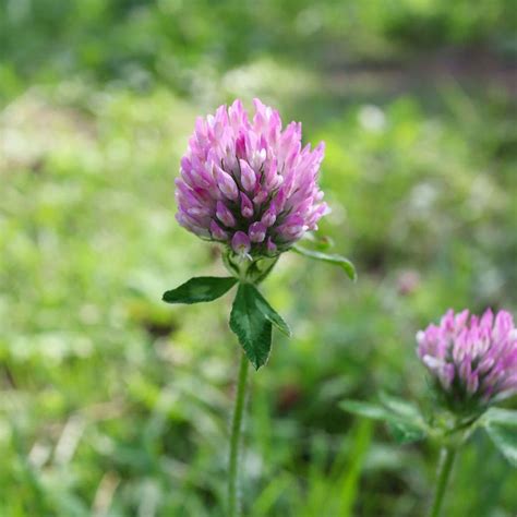 Caudill Seed Medium Red Clover Seed