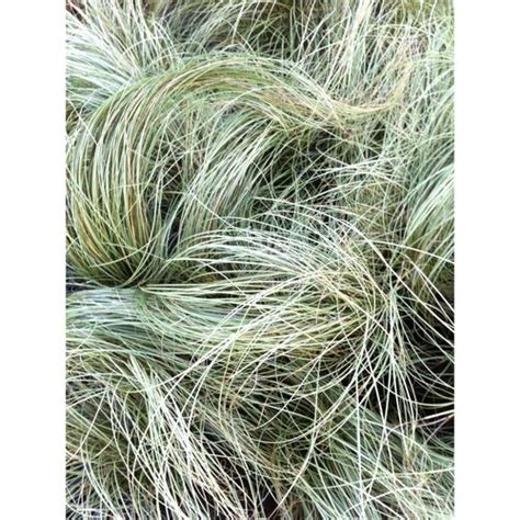 140mm Carex Frosted Curls Carex Albula Frosted Curls Bunnings Australia