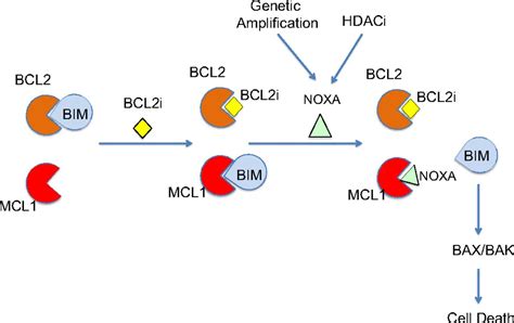 NOXA Genetic Amplification Or Pharmacologic Induction Primes Lymphoma