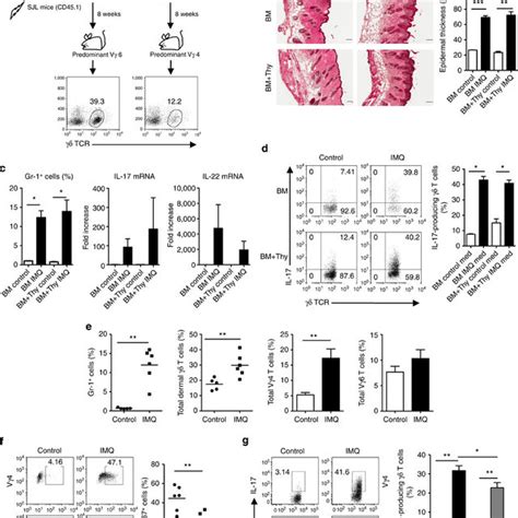 Fetal Thymus Is Required For Dermal γδt Cell Development And Vγ6 T Cell