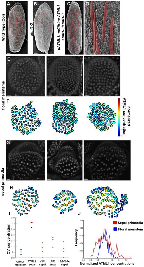 Figures And Data In Fluctuations Of The Transcription Factor Atml