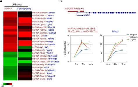 Co Regulation Between Lncrna And Neighboring Protein Coding Gene Download Scientific Diagram