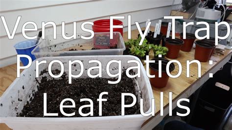 Venus Flytrap Propagation – Rainforest Station Pets