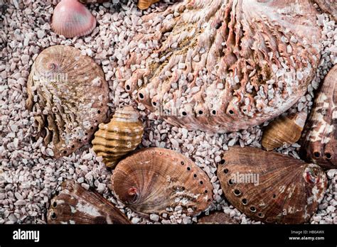 Abalone muscheln Fotos und Bildmaterial in hoher Auflösung Alamy