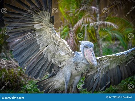 Shoebill Balaeniceps Rex Also Known As Whalehead Whale Headed