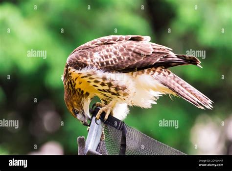 Closeup of a Red-Tailed Hawk Stock Photo - Alamy