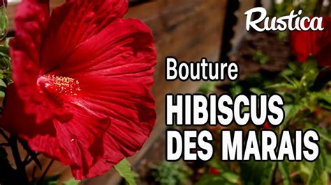 Bouturer Lhibiscus Des Marais Youtube