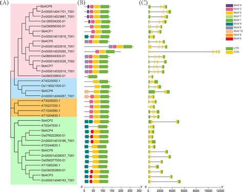 Phylogenetic tree (A), conserved motifs (B) and gene structure (C ... 