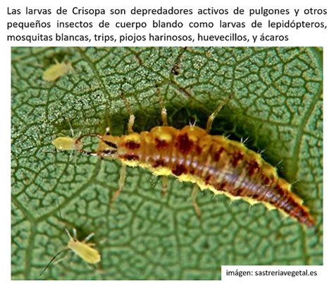 H Bitats Para Insectos Ben Ficos