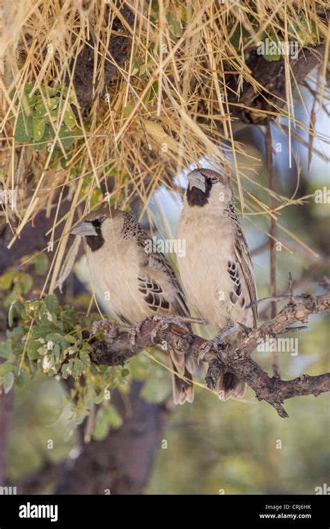 Sociable Weaver Philetairus Socius In The Etosha National Park