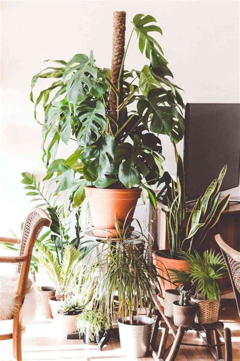 5 Plantas De Interior Para Armar Tu Jungla Urbana En Casa