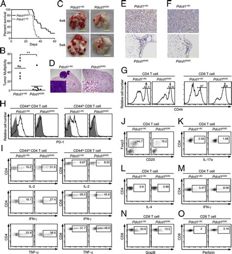 Knock In Mutation Of The AP 1 Binding Site D Leads To Repressed Tumor