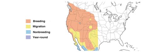 black-headed grosbeak range map - Bird Watching HQ