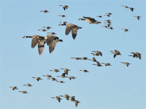 Canada Geese Migrating In The Fall Of The Year Stock Photo, 46% OFF