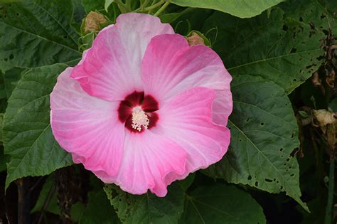 Luna Pink Swirl Hibiscus Buchanan S Native Plants