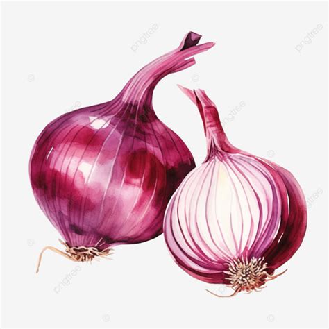 Watercolor Onion Vegetable Clip Art Onion Watercolor Hand Png