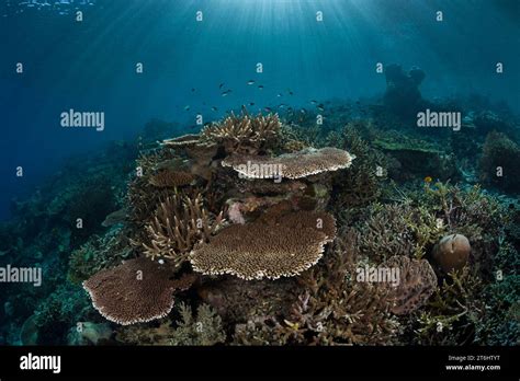 Hard Coral Reef Raja Ampat West Papua Indonesia Stock Photo Alamy