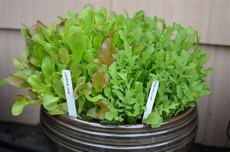 Best Arugula Companion Plants | Balcony Garden Web