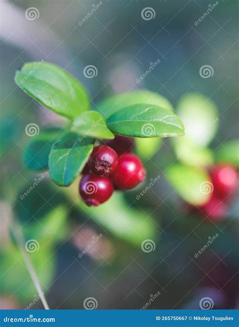 Process Of Harvesting And Collecting Berries In The National Park Of