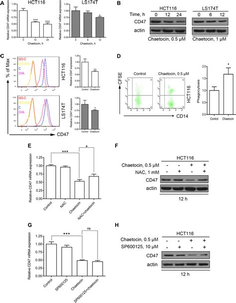 Frontiers ROS JNK C Jun Pathway Is Involved In Chaetocin Induced