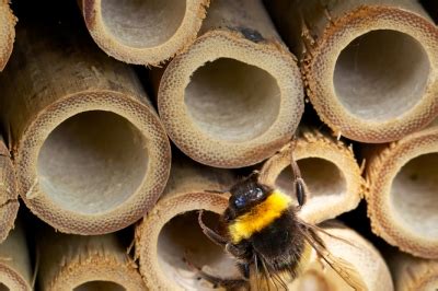 Insektenhotel So Bieten Sie Hummeln Einen Unterschlupf