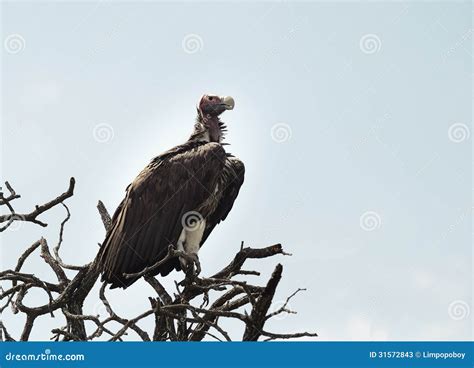 Le Plumetis A Fait Face Au Vautour Image Stock Image Du Afrique