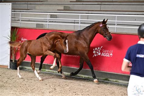 Foal mâle selle français par Hitchcock bois Margot ChevalAnnonce