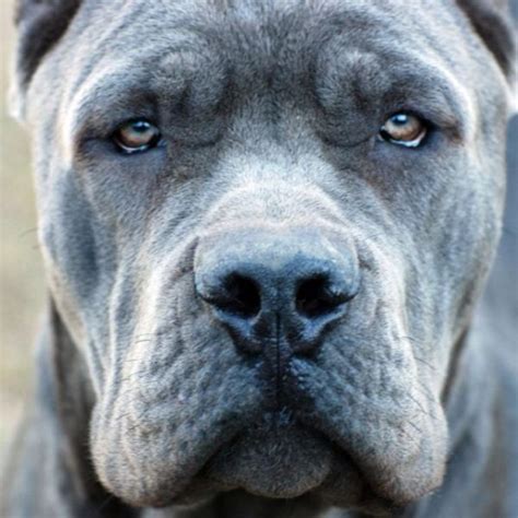 What a handsome face | Cane corso, Dogs, Cane corso italian mastiff