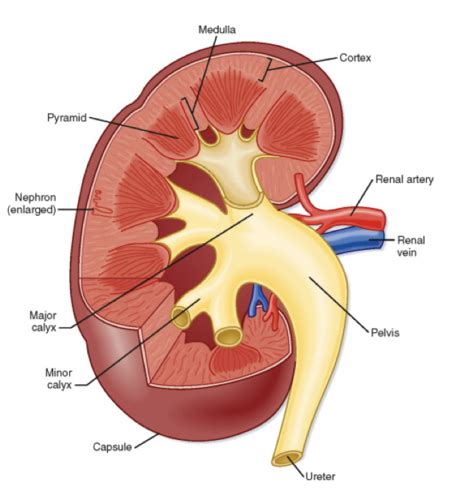 Physio Lectures Flashcards Quizlet