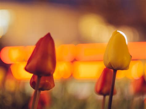 Fotos gratis Bokeh fotografía luz de sol flor pétalo tulipán