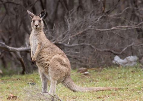 Macropus - Alchetron, The Free Social Encyclopedia