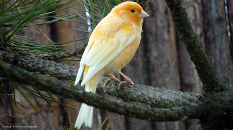 canary bird yellow hd widescreen wallpaper / birds backgrounds