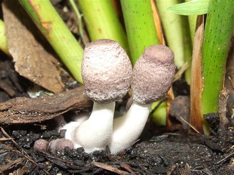 Agaricales 200904220167 Kingdomfungi Phylumbasidiomycota Flickr