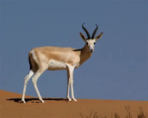 Arabian sand gazelle - Facts, Diet, Habitat & Pictures on Animalia.bio