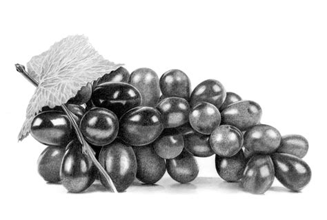 Grapes, Drawing by Paul Stowe | Artmajeur