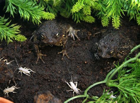 Puerto Rican Crested Toad: Saving an Endangered Species