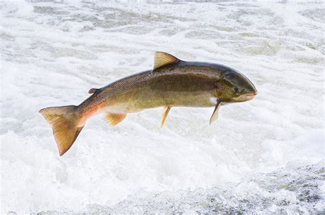 Salmon, landlocked for generations, retain navigational skills - Earth.com