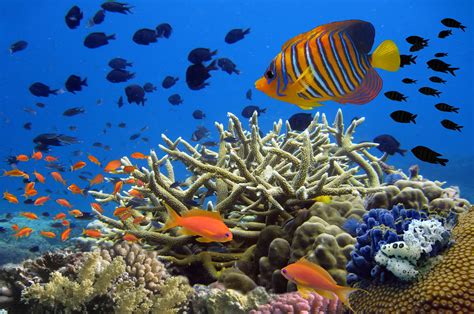 Corals Need Our Help To Survive Global Warming Earth