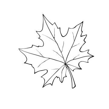 Maple Leaf Outline Printable