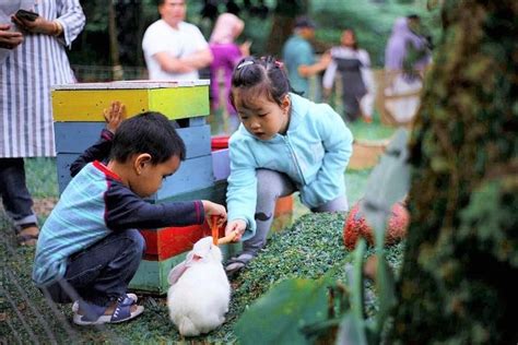 North Bandung With VW Safari Cherry Farm Orchid Forest Floating