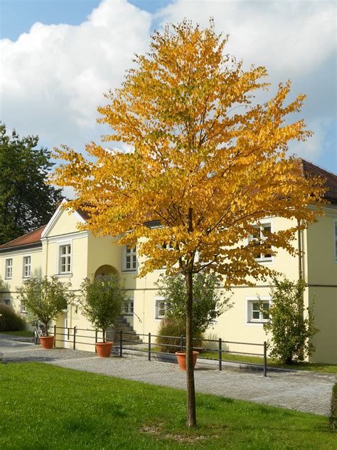 Der Schlosspark Ismaning Im Herbst Gemeinde Ismaning