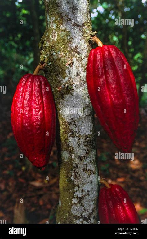 Cocoa In Ghana Hi Res Stock Photography And Images Alamy