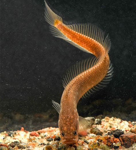 Dragon Fish Aquarium