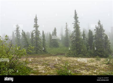 Chena Hot Springs Resort In Fairbanks Alaska Stock Photo Alamy