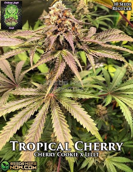 Order Tropical Cherry Regular Seeds - Potent and Flavorful