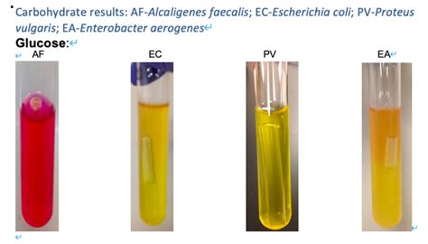 Carbohydrate Fermentation Test Uses Principle Procedure Off