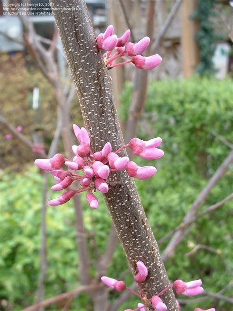 Plantfiles Pictures Cercis Species Eastern Redbud Canadian Redbud