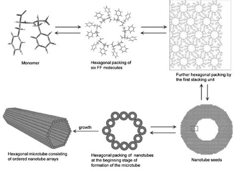 4 Schematic Illustration Of The Hierarchical Self Assembly Of FF In The