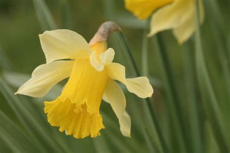 Learn Do Daffodil Bulbs Multiply How To Guides Tips And Tricks